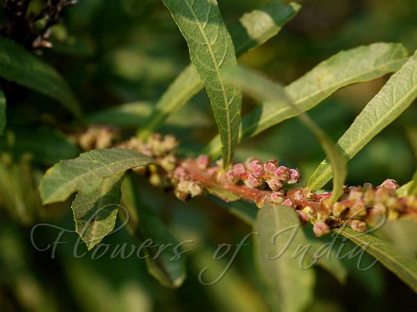 Wedge-Leaved Water Croton